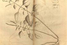 Plant-Illustration-of-False-Patchouli