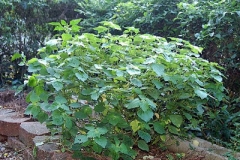 False-Patchouli-plant-growing-wild