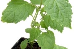 False-Patchouli-plant-grown-on-pot