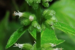 Flowering-buds-of-False-Patchouli