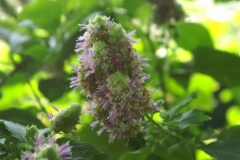 Flowers-of-False-Patchouli