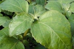 Leaves-of-False-Patchouli