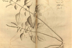 Plant-Illustration-of-False-Patchouli