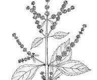 Sketch-of-False-Patchouli