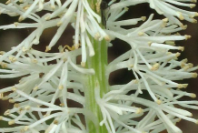 Closer-view-of-False-Unicorn