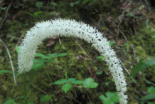 False-Unicorn-Flower