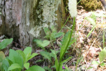 False-Unicorn-Plant