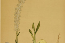 False-Unicorn-plant-Illustration