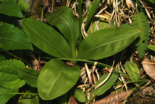 Leaves-of-False-Unicorn