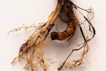 Root-of-False-Unicorn