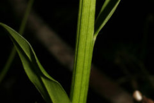 Stem-of-False-Unicorn