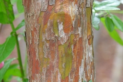 Bark-of-Farkleberry-tree