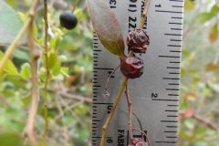 Dried-berries-of-Farkleberry