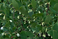 Flowering-buds-of-Farkleberry