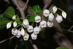 Flowers-of-Farkleberry