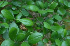 Leaves-of-Farkleberry