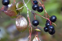 Mature-fruits-of-Farkleberry
