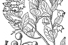 Sketch-of-Farkleberry