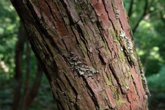 Trunk-of-Farkleberry-tree