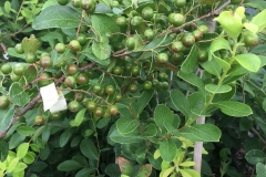 Unripe-fruits-of-Farkleberry