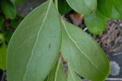 Ventral-view-of-leaves-of-Farkleberry