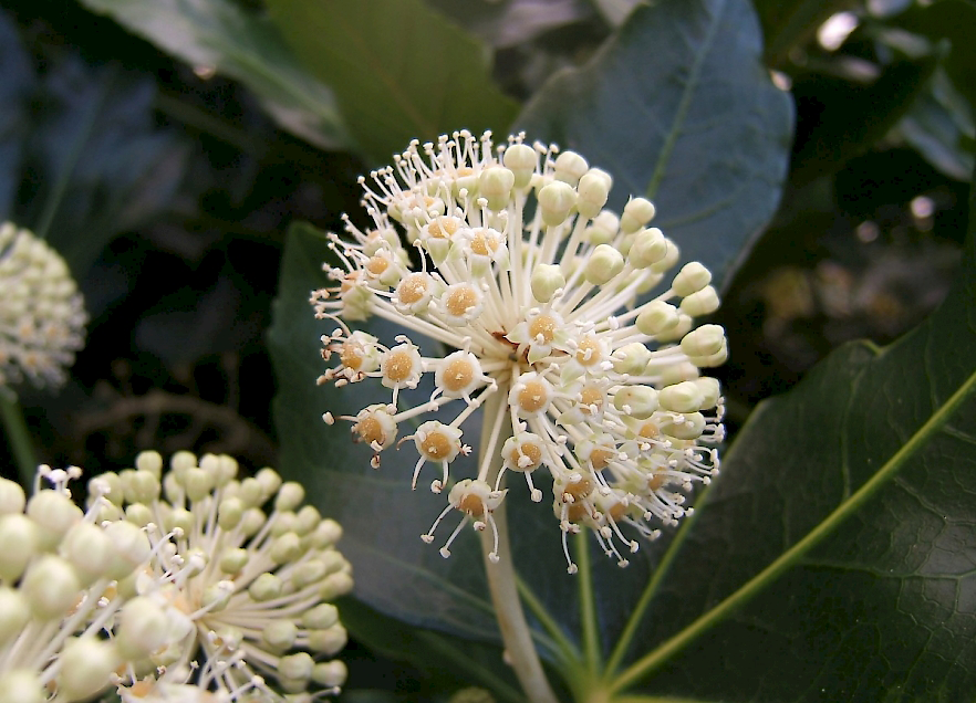 Closer-view-of-flower-of-Fatsia