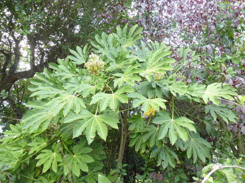 Fatsia-plant-growing-wild