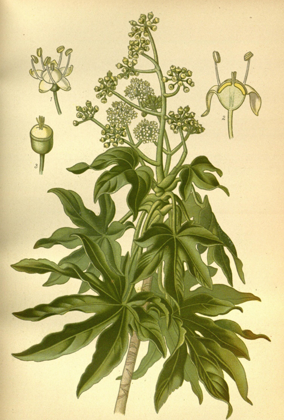Plant-illustration-of-Fatsia