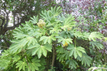 Fatsia-plant-growing-wild