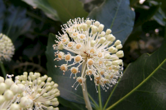 Closer-view-of-flower-of-Fatsia