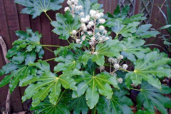 Fatsia-Plant