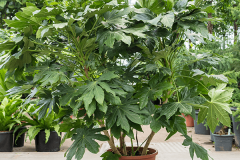 Fatsia-grown-on-pot