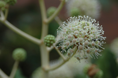 Flower-of-Fatsia