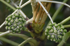 Immature-fruits-of-Fatsia
