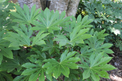 Leaves-of-Fatsia