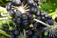 Mature-fruits-of-Fatsia