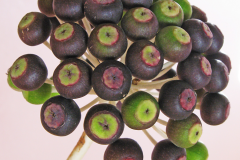 Maturing-Fruits-of-Fatsia