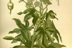 Plant-illustration-of-Fatsia
