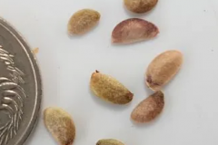 Seeds-of-Fatsia