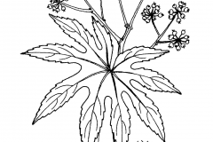 Sketch-of-Fatsia