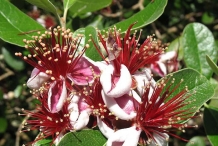 Close-up-flower-of-Feijoa