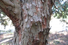 Feijoa-bark