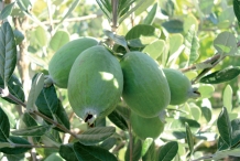 Feijoa-fruit
