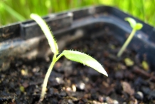 Feijoa-seedlings