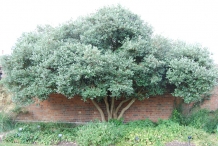 Feijoa-tree