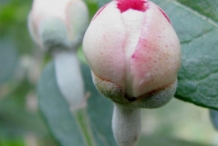 Flower-bud-of-Feijoa