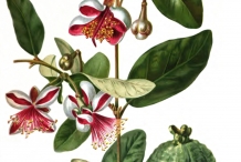 Illustration-of-Feijoa