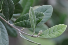 Leaves-of-Feijoa