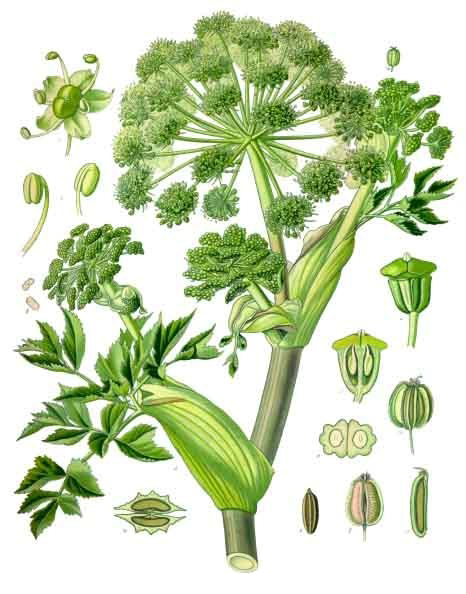 Female-Ginseng-Plant-Illustrations