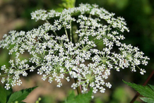 Female-Ginseng-Flower